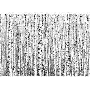 Velkoformátová tapeta Artgeist Birch Forest, 400 x 280 cm