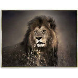 Obraz lva na plátně Styler Golden Lion, 62 x 82 cm