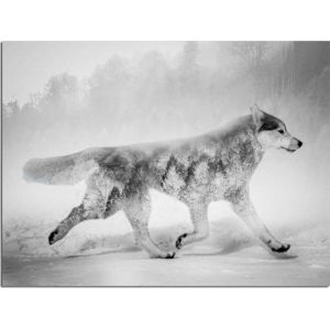 Obraz Styler Canvas Nordic Wolf, 75 x 100 cm