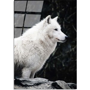 Skleněný obraz 70x100 cm White Wolf – Wallity