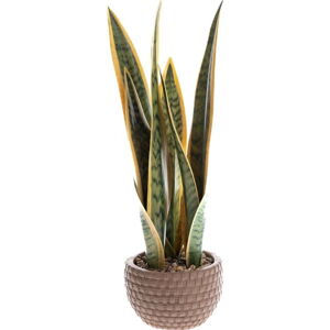 Umělá rostlina (výška 35 cm) – Dakls