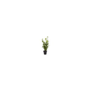 Umělá květina Bahne & CO, výška 55 cm