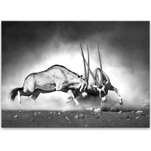 Obraz Styler Glas Animals Gazelle, 70 x 100 cm